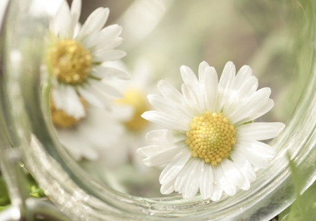 Cup of Summer - daisies, still life, jar, glass