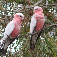 Cheeky Galahs