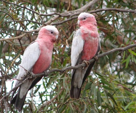 Cheeky Galahs - galahs, parrots, trees, australia