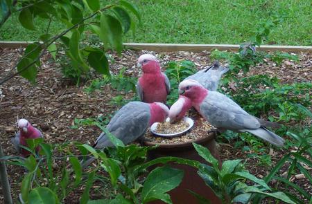 Hungry Galahs - parrots, galahs eating, garden, bird feeder, australia