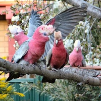 Galahs meeting