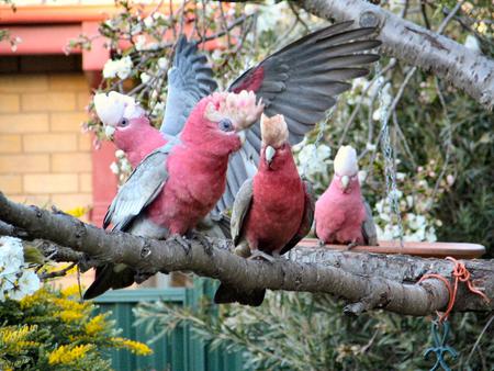 Galahs meeting - flowering tree, australia, galahs, parrots