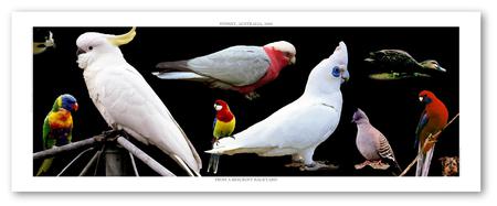 Panorama Parrots - parrots, birds, corella, cockatoo, galah, australia