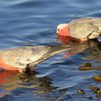 Galahs Drinking 