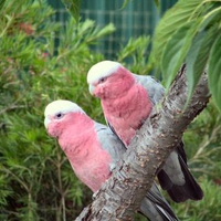 Pink Galahs