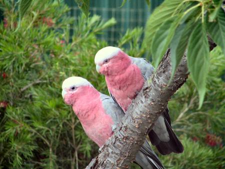 Pink Galahs - parrots, garden, galahs, tree, australia