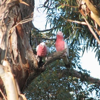 Galahs in gum tree