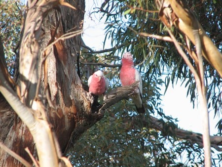 Galahs in gum tree