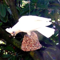 Corella Feeding