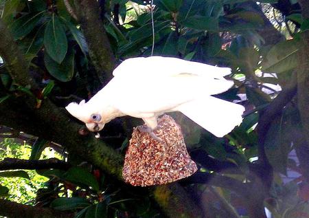 Corella Feeding - corella, feeding, parrot, tree, australia