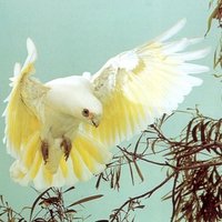 Corella in flight