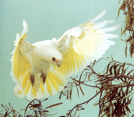 Corella in flight - corella in flight, parrot, tree, australia