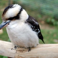 Kookaburra