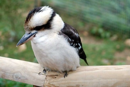 Kookaburra - tree branch, kookaburra, australia, perched