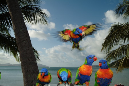 Breakfast time! - rainbow lorikeets, ocean, palm trees, parrots, australia