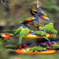 Rainbow Lorikeets Feeding