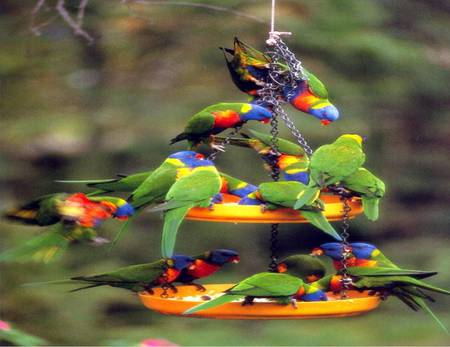 Rainbow Lorikeets Feeding - parrots, australia, rainbow lorikeets, bird feeder