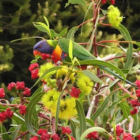 Lorikeet in Flowering Gum