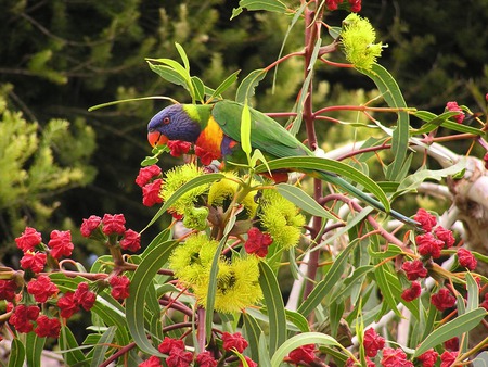 Lorikeet in Flowering Gum - flowering gum tree, rainbow lorikeet, parrot, australia, bird