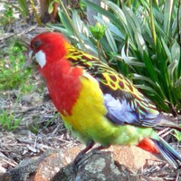 Wild Rosella