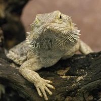 Bearded Dragon