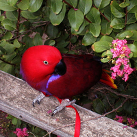 Rosie Red Parrot