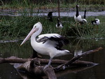 Pelican and wild geese