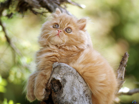 Kitty Kat - precious, pretty, stump, yellow, orange, sweet, tree, cute