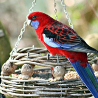 Rosella on feeder