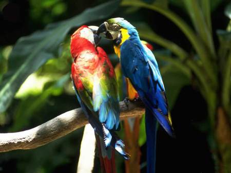 Kissing Macaws - macaws kissing, trees, parrots, perch, tropical