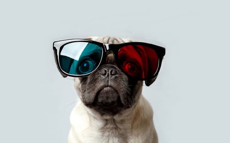 Live Life Loud - pug, dog