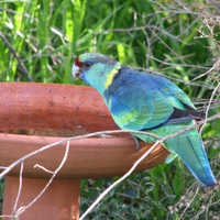 Ringneck Parrot