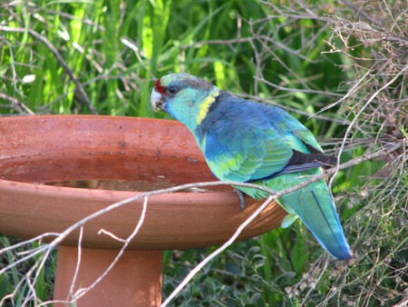 Ringneck Parrot - greenery, birdbath, ringnecked parrot, australia