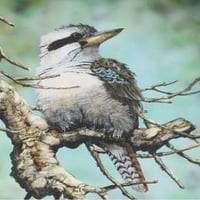 The Kookaburra