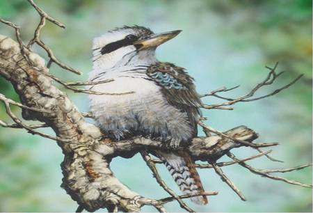 The Kookaburra - kookaburra, tree, art, australia