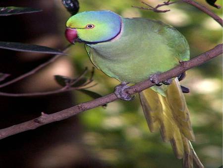 Ringneck Parakeet - trees, bird, ringneck parakeet