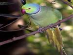 Ringneck Parakeet