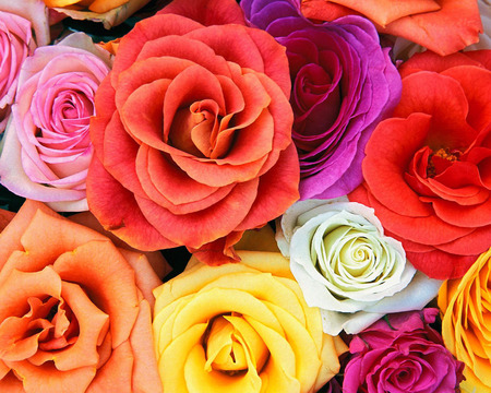 Love Blooms - roses, white, bright, yellow, pink, orange, purple red, colors, flowers