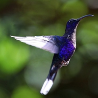 Humming bird in flight