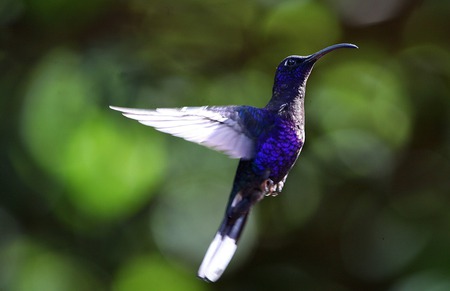 Humming bird in flight