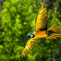 Macaw in flight