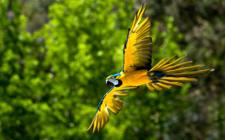 Macaw in flight