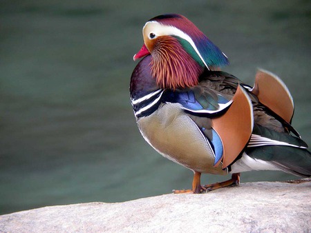 Mandarin Duck - lake, bank, mandarin duck