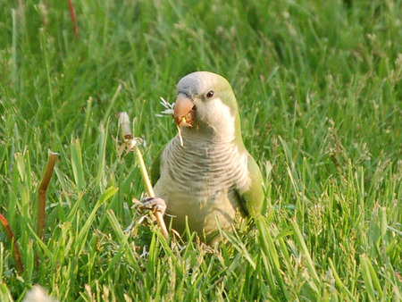 Monk Parrot - monk parrot, grass