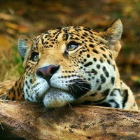 Daydreaming Leopard