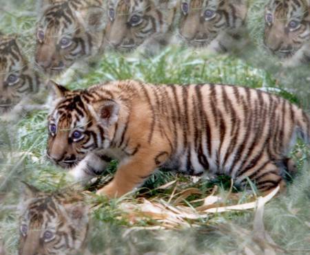 Blue eyed tiger cub - tiger cub, background tigers, art, blue eyes