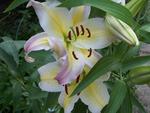 Oriental Lilies