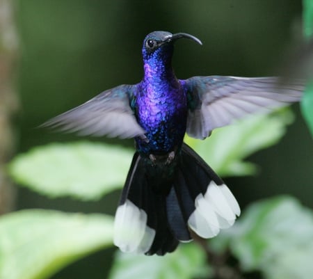 Violet Sabrewing - tree, in flight, humming bird