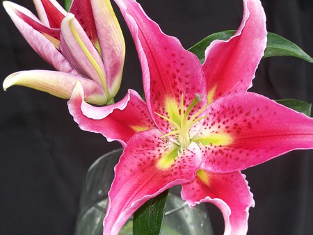 Pink Lilies - oriental lily, pink flowers