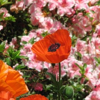 Bright Orange Poppy